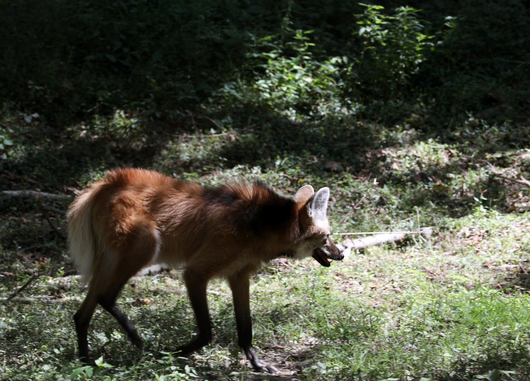 A maned wolf walks